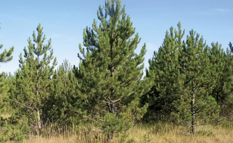 En Lozère, depuis de nombreuses années, le conseil départemental poursuit une démarche d'aide à la restructuration du foncier forestier.