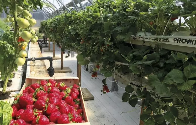 Récolte de fraises arrivées à maturité tandis que les tomates mûrissent.