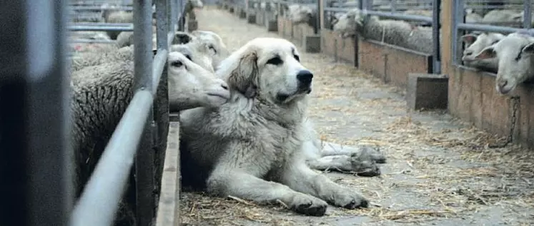 L’État propose des subventions pour l’achat et l’entretien de chiens de protection.