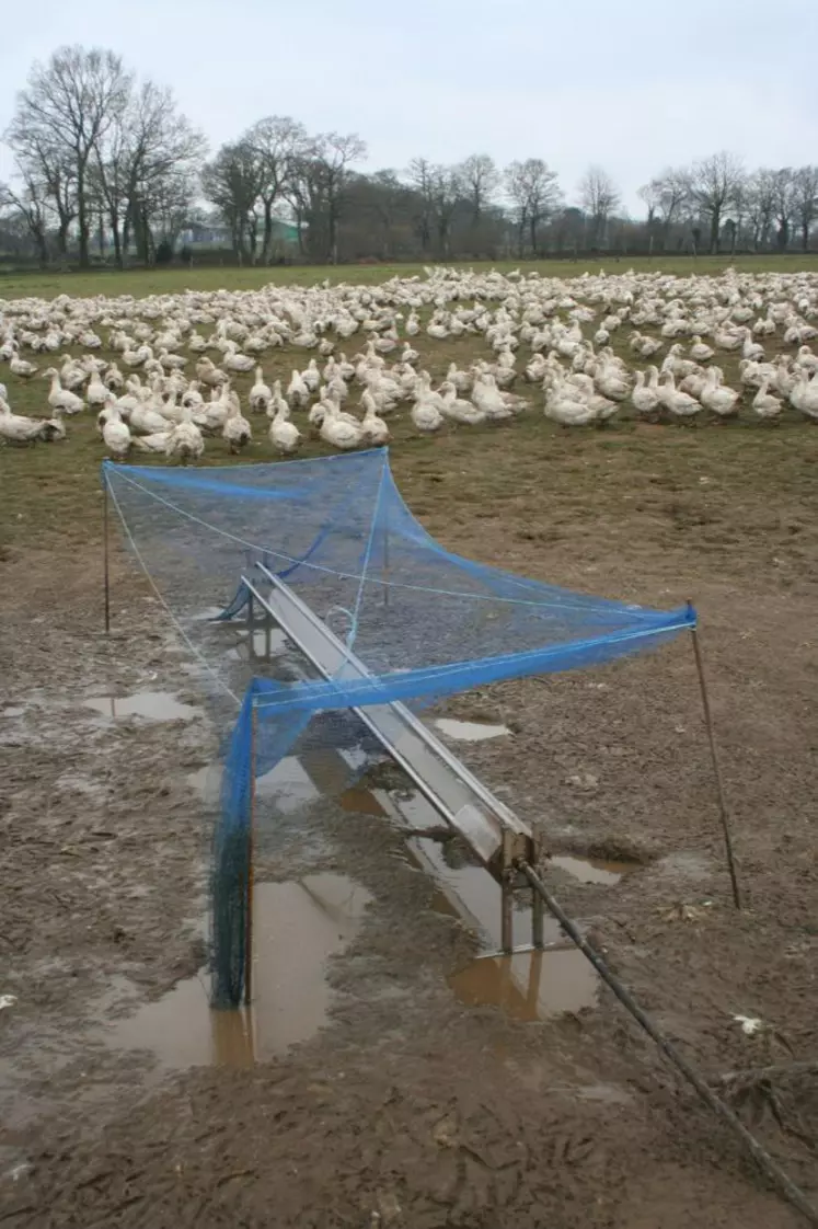 Prévention de la grippe : les accès aux abreuvoirs extérieurs sont protégés des oiseaux sauvages par des filets.