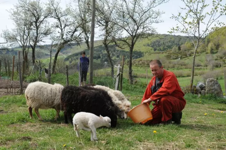 Les moutons survivants sont devenus plus méfiants et plus difficiles à approcher.