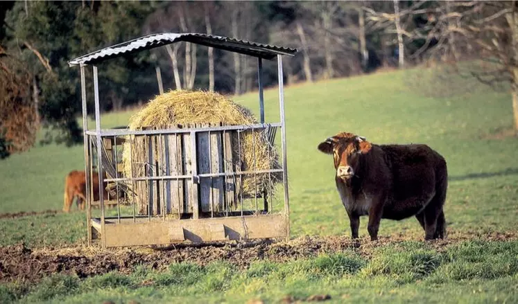 Lors du Sommet de l'élevage, l'Idele présentait les résultats d'essais de pâturage hivernal menés dans trois élevages bovins du grand Ouest.