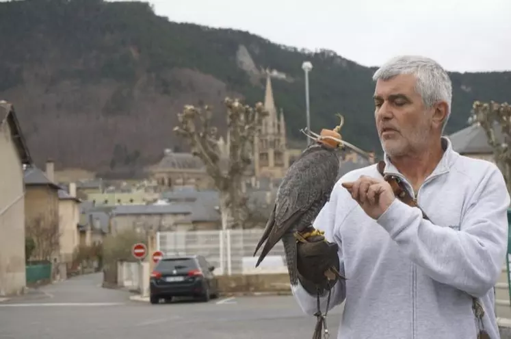 Ludwig Verschatse possède une soixantaine de rapaces dans sa fauconnerie (www.merlyn.fr).