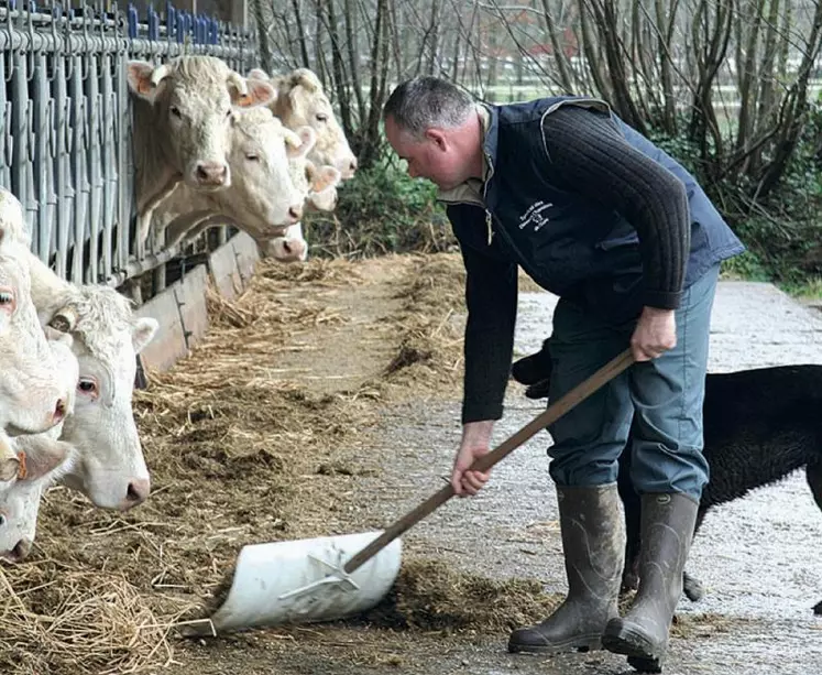 Les TMS sont fréquents en agriculture et notamment en élevage bovin.