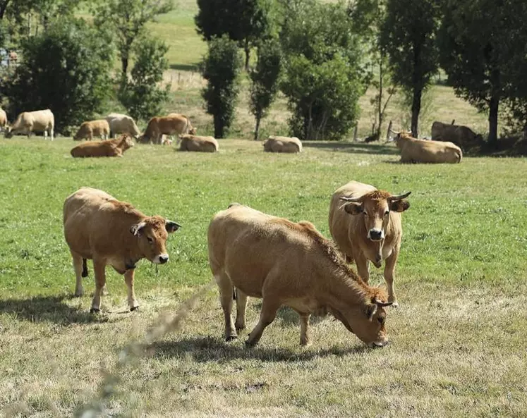 Le mécanisme des prix abusivement bas issu de la loi Égalim ne peut pas s’appliquer aux coopératives, a décidé le Conseil d’État le 24 février. Un « soulagement » pour la Coopération agricole, qui avait attaqué l’ordonnance gouvernementale sur ce sujet en 2019.