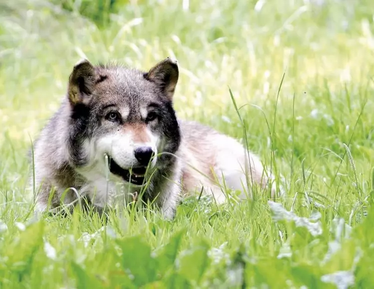 La Première ministre doit arbitrer le désaccord entre les ministères de l’Agriculture et de la Transition sur la simplification des tirs, repoussant la présentation du plan loup à la rentrée, d’après la FNO (éleveurs d’ovins, FNSEA).