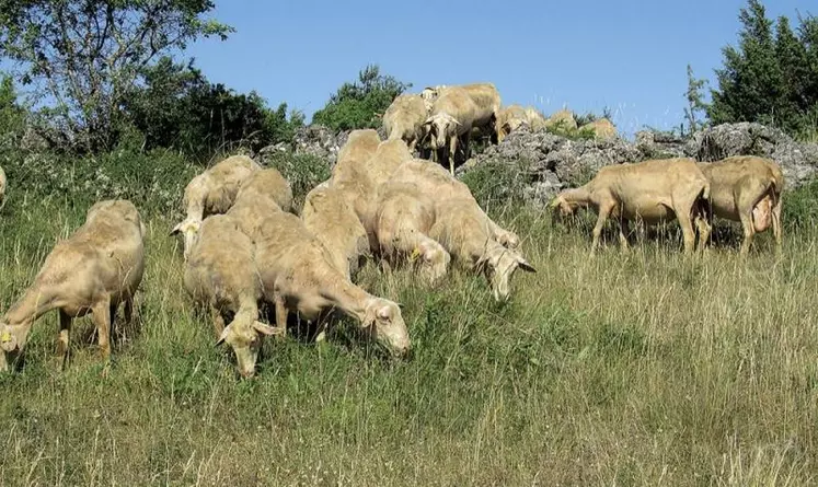 En faisant pâturant les surfaces pastorales aux brebis et agnelles, Caroline et Alain Compan économisent sur les intrants tout en entretenant les espaces ouverts.