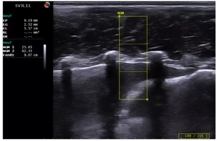 Echographie d’un veau pour déterminer le persillé de la viande