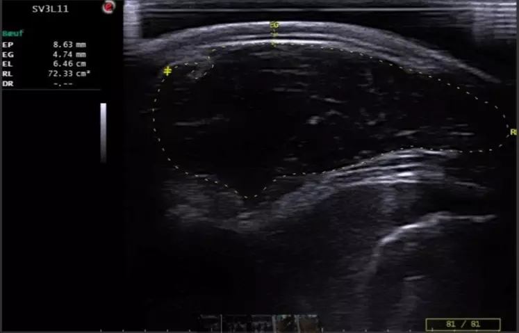 Echographie pour déterminer la superficie de la noix d’entrecôte d’un veau sous la mère