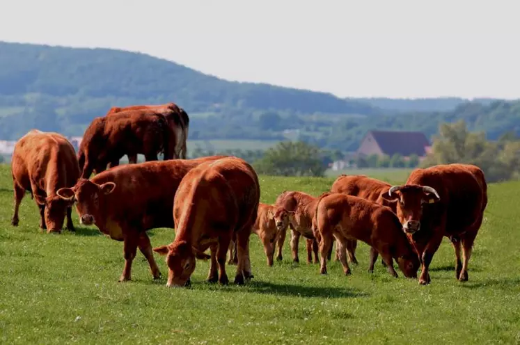 L'offre d'animaux est élevée, les cours en souffrent.