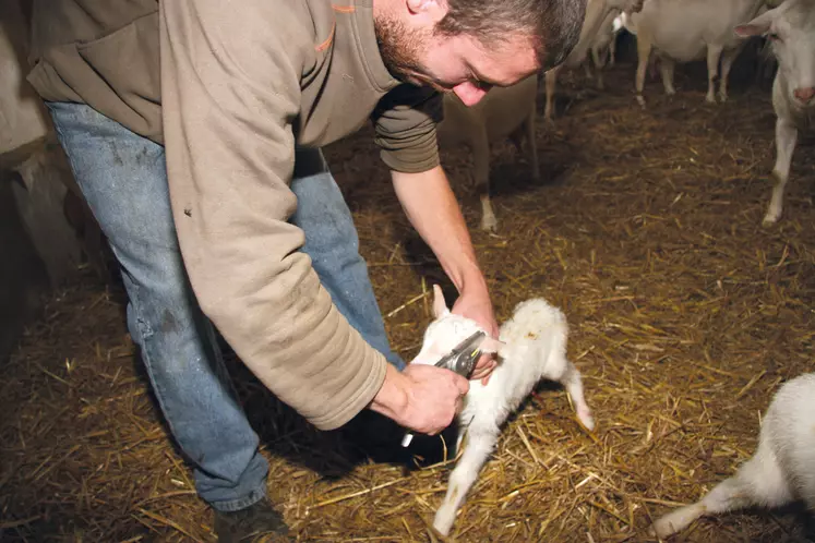 Un éleveur accroche une boucle d'identification à l'oreille d'un chevreau sur une aire paillée.