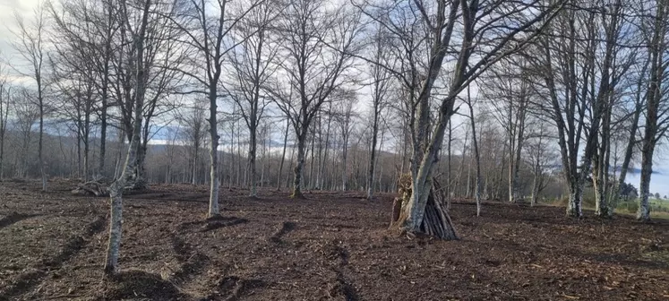 travail de la terre en sous-bois pour du sylvopastoralisme