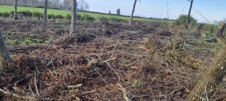 une parcelle agricole avec des branches au sol, du bois mort, des souches