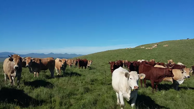 Vaches au pâturage montagne.