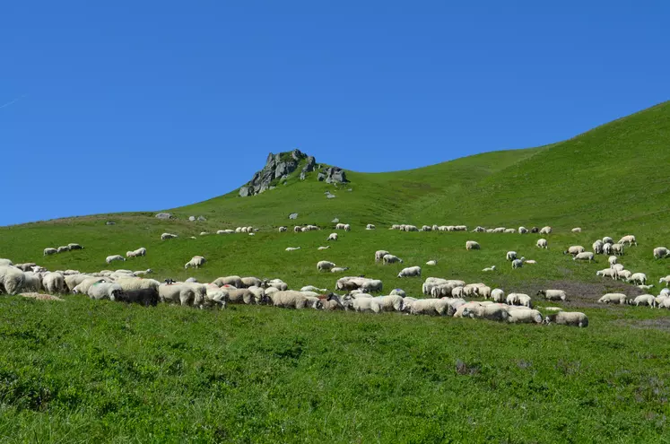 Troupeau ovin en estive dans le Sancy. 