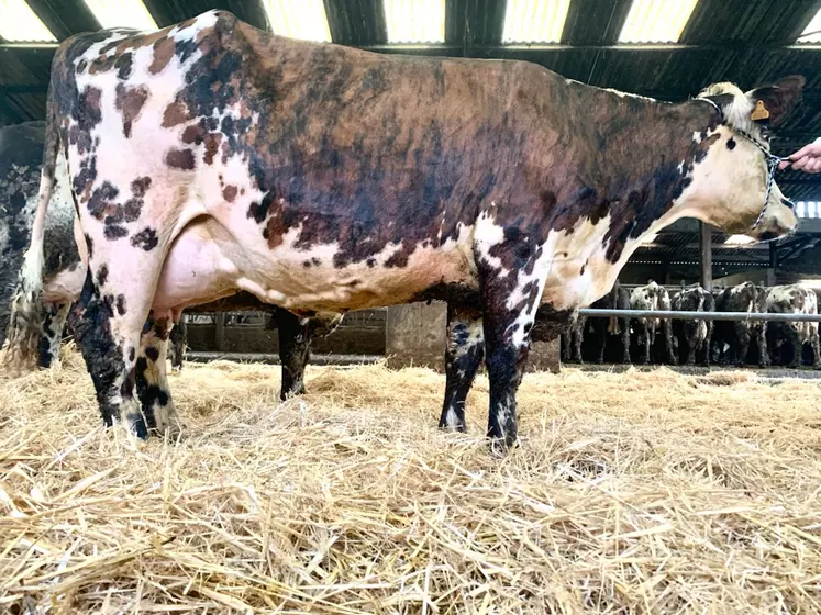 Vache normande au Gaec Merle Cantal