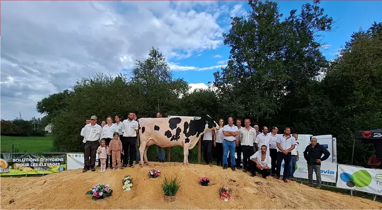 Un groupe d'éleveur encadrent une vache laitière.