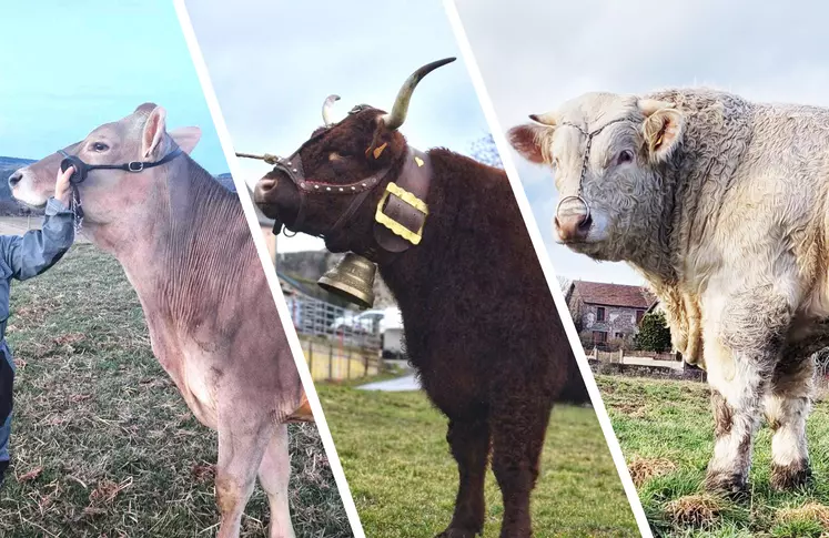 Une vache Brune, une Salers, et un taureau Charolais.