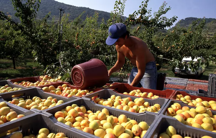 homme ramassant des pommes emploi agriculture