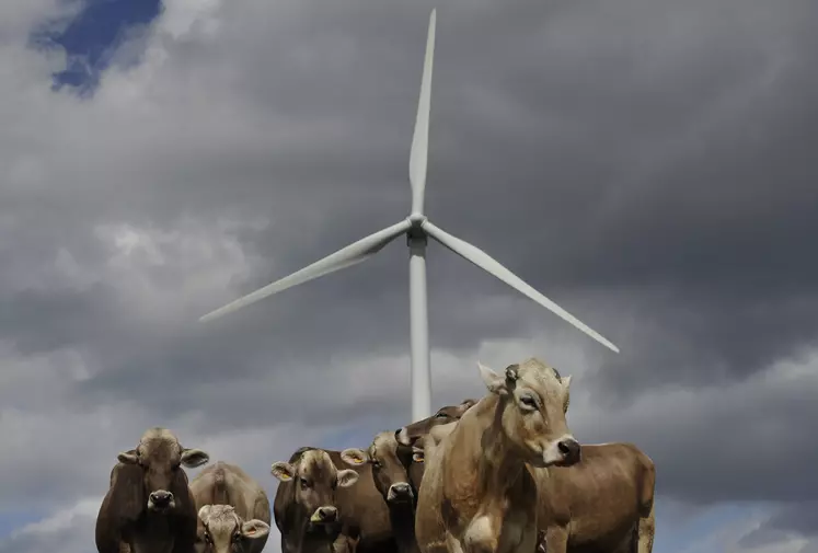 Des vaches devant une éolienne.