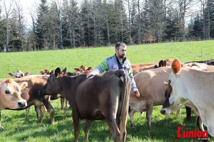 Eleveur au milieu de son troupeau de vacjes.