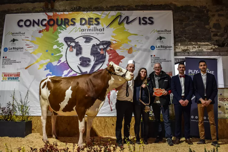 Une vache présentée par plusieurs éleveurs lors d'un concours