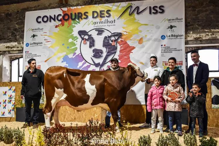 Une vache présentée par des éleveurs lors d'un concours bovin