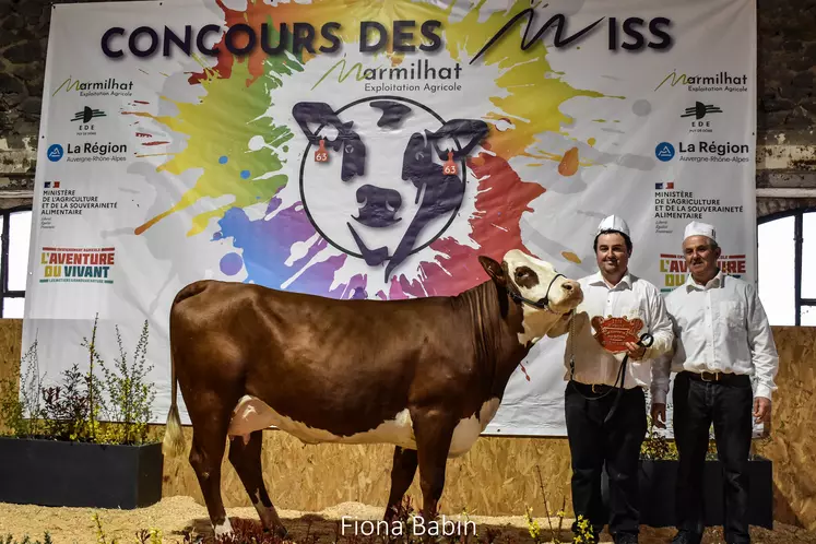 Une vache présentée lors d'un concours bovin par des éleveurs.