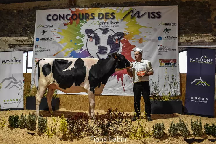 Une vache présentée par un éleveur lors d'un concours.