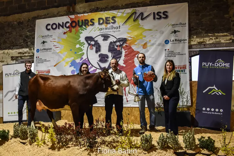 Une vache présentée lors d'un concours par des éleveurs.