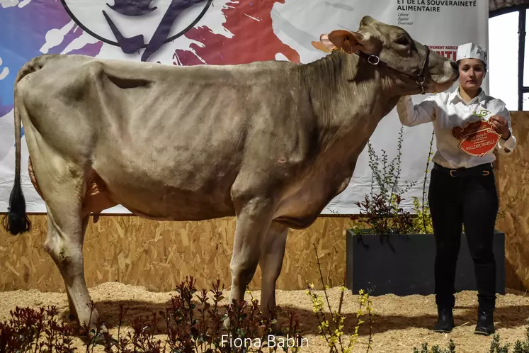 Une vache présentée par une éleveuse lors d'un concours bovin