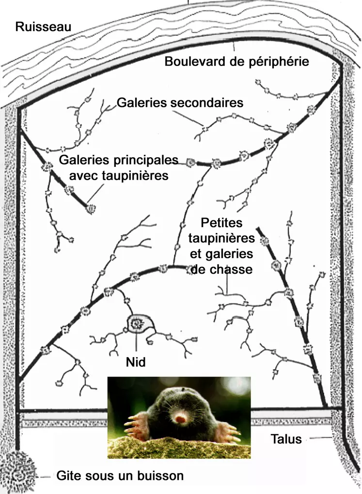 Plan type de galeries de taupes sur une parcelle.