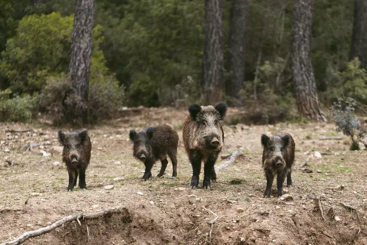 sangliers dans une forêt 