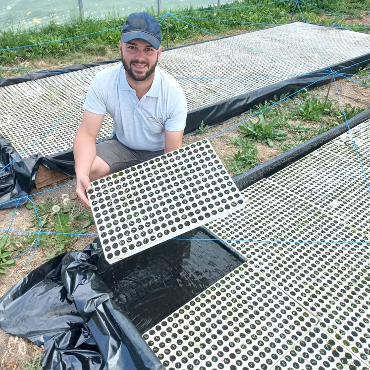 Un homme accroupi dans une serre présente ses plants de tabac.