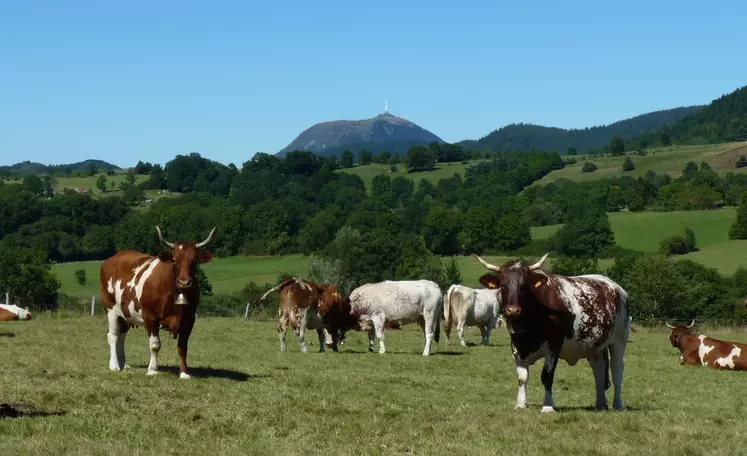 Des vaches pâturant devant le Puy de Dôme.