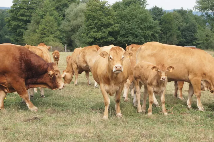 Groupe de vaches Limousines pâturant.