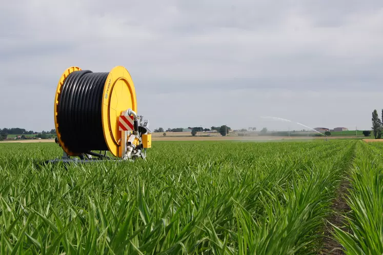 Enrouleur irrigation dans un champ de maïs semence