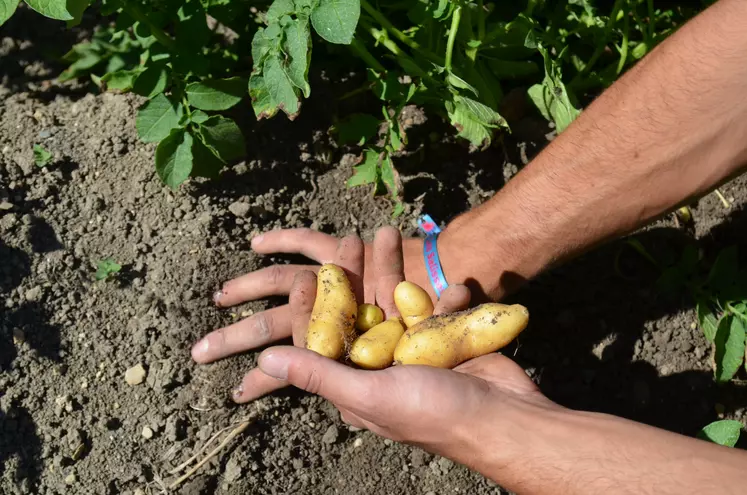 rattes dans la main d'un producteur de légumes de plein champ