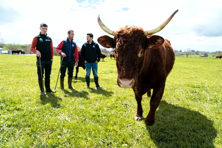 vache salers traite avec des éleveurs dans un prés