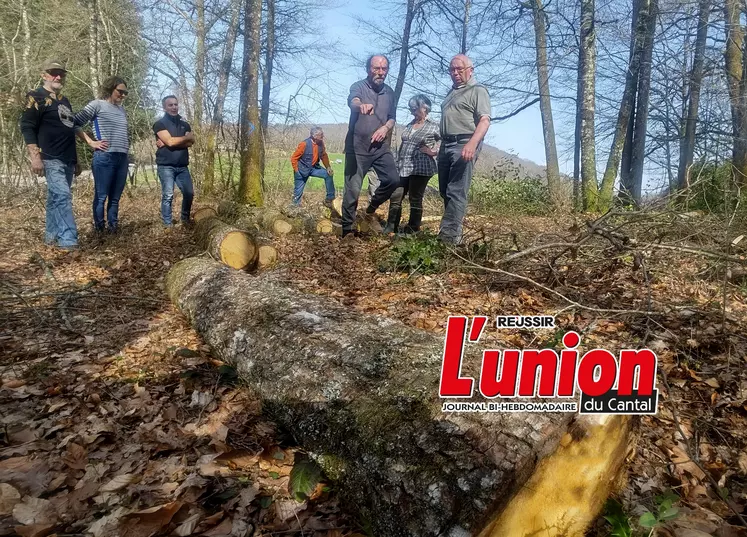 Coupe de bois de feuiillus raisonnée, dans le Cantal