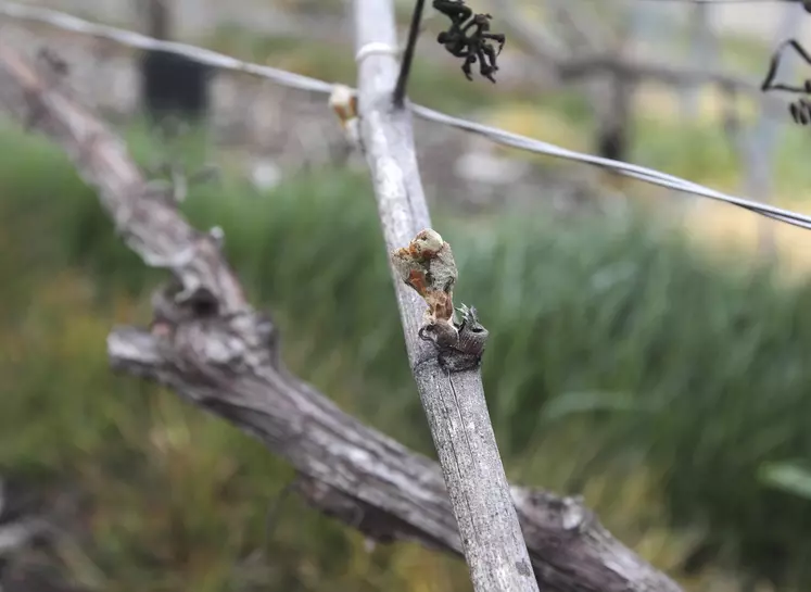 Zoom sur un cep de vigne abîmé.