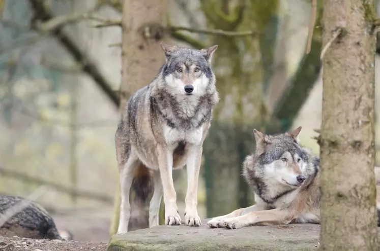 Aujourd’hui on parle d’une population de loups estimée provisoirement pour 2023 à environ 1 104 individus avec un intervalle de prédiction situé entre 800 et 1 400