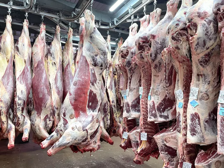Carcasses d'animaux accrochés dans une chambre froide d'un abattoir.