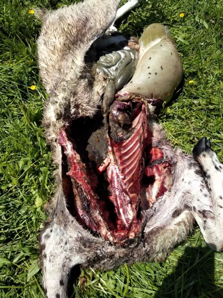 cadavre de brebis dévoré par un loup