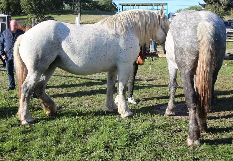 Chevaux percherons