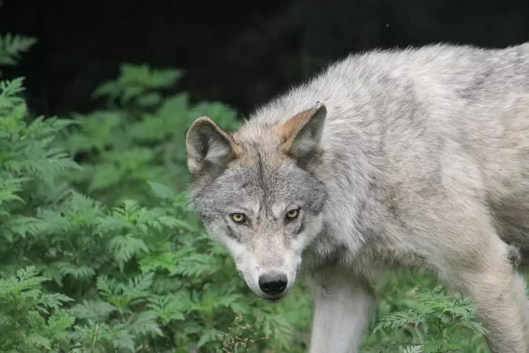 loup dans les fougères