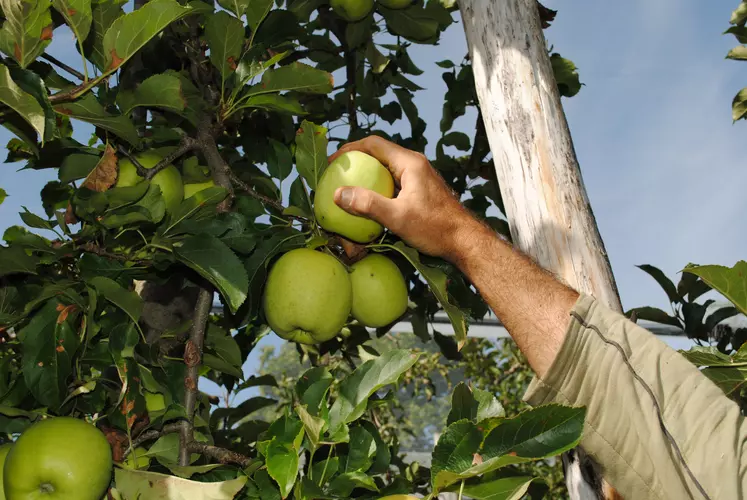 Cueillette de pommes