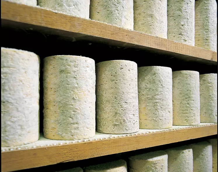 Fourme d'ambert sur des étagères.
