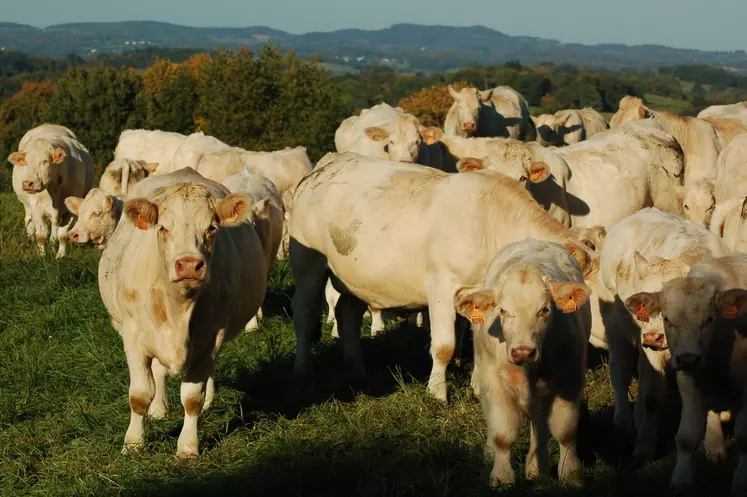 Vaches charolaises au pré.