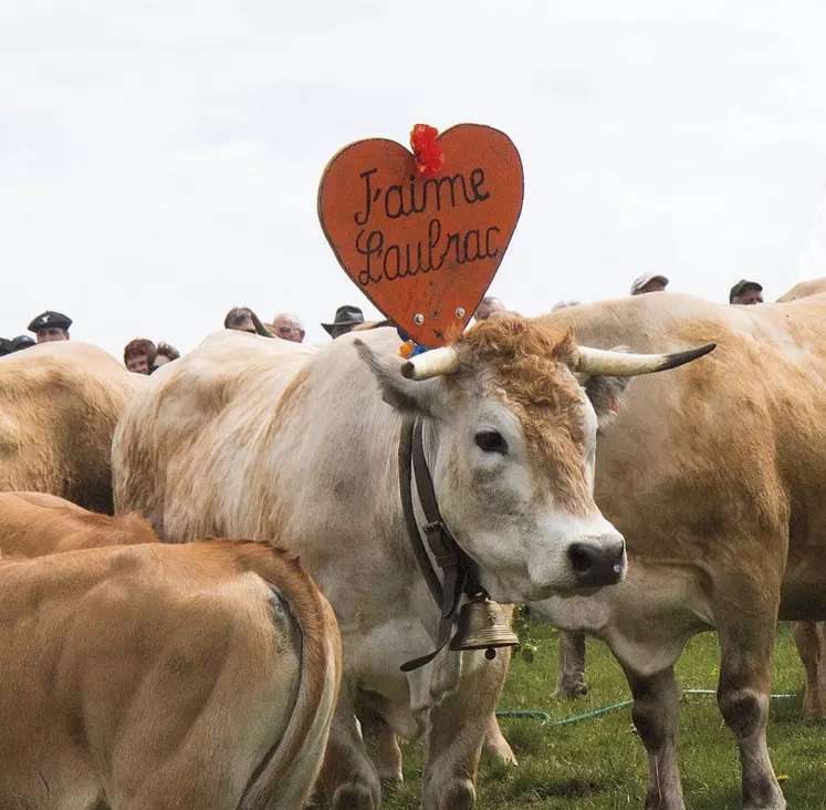 La fête de la transhumance au col de Bonnecombe pour célébrer les Aubrac
